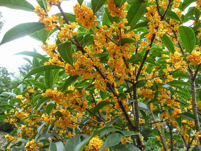 桂花雨